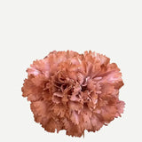 Flor Clavel Doble F2C11