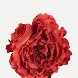 Flor Peonía Grande 10T-65