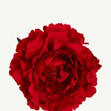 Flor Peonía Grande 10T-03