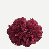 Flor Clavel Doble F2C06