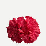 Flor Clavel Doble F2C01