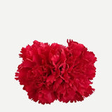 Flor Clavel Doble F2C12