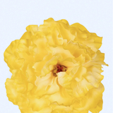 Flor Peonía 18T-01