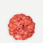 Flor sintra FN21-The Nook Store