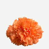 Flor Clavel Doble F2C03