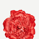 EDICIÓN FLORES WEB (10)