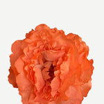 EDICIÓN FLORES WEB (11)