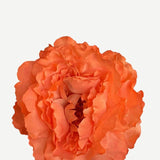 EDICIÓN FLORES WEB (11)
