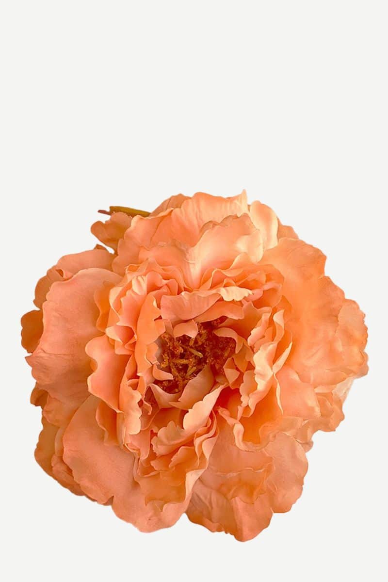 EDICIÓN FLORES WEB (12)