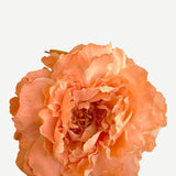 EDICIÓN FLORES WEB (12)
