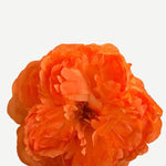 EDICIÓN FLORES WEB (13)
