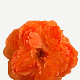 EDICIÓN FLORES WEB (13)