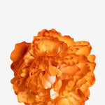 EDICIÓN FLORES WEB (15)