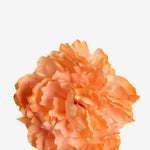 EDICIÓN FLORES WEB (16)