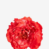 EDICIÓN FLORES WEB (2)