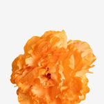 EDICIÓN FLORES WEB (27)