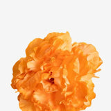 EDICIÓN FLORES WEB (27)