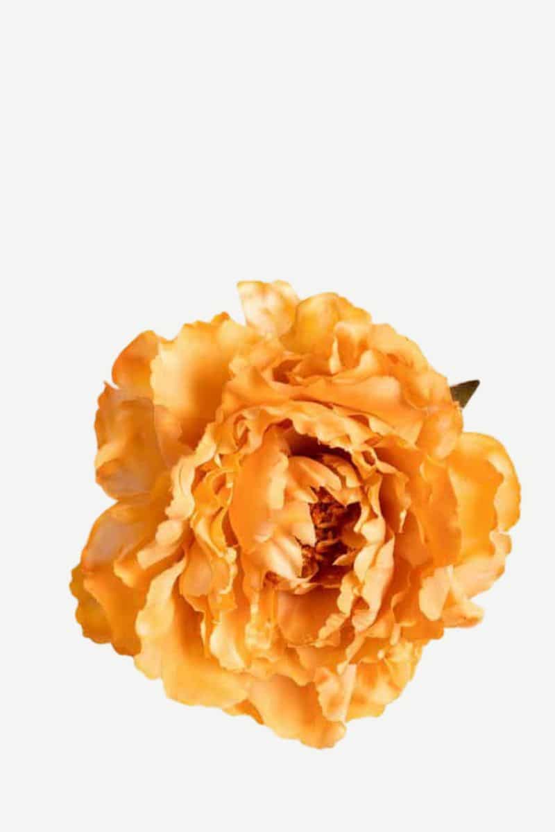 EDICIÓN FLORES WEB (28)