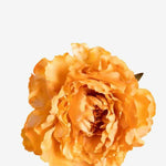 EDICIÓN FLORES WEB (28)