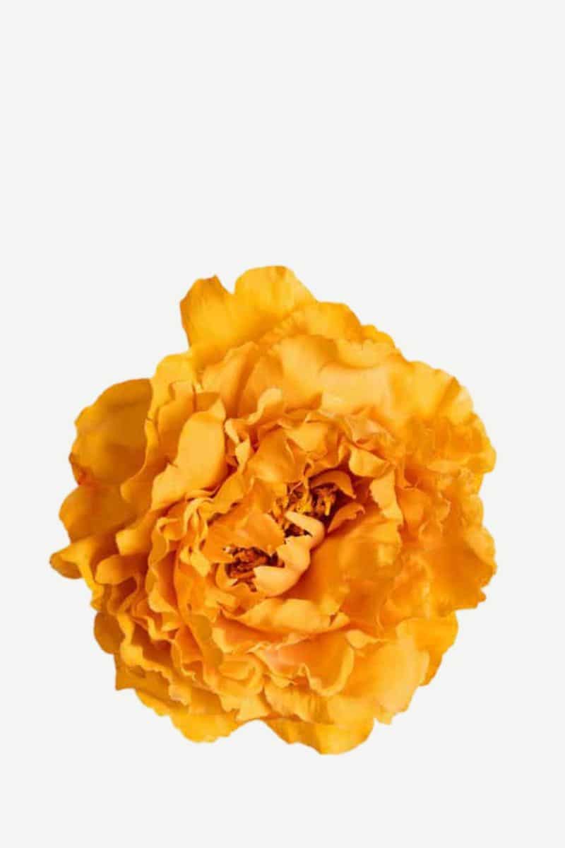 EDICIÓN FLORES WEB (29)