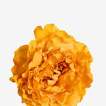EDICIÓN FLORES WEB (29)