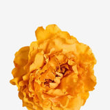 EDICIÓN FLORES WEB (29)