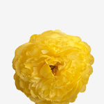 EDICIÓN FLORES WEB (30)