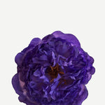 EDICIÓN FLORES WEB (31)