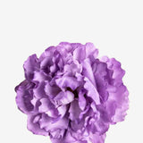 EDICIÓN FLORES WEB (32)