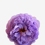 EDICIÓN FLORES WEB (33)
