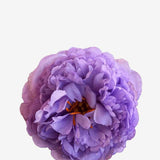 EDICIÓN FLORES WEB (33)