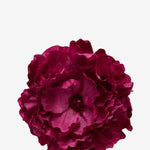 EDICIÓN FLORES WEB (35)