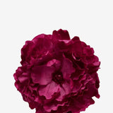 EDICIÓN FLORES WEB (35)