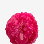EDICIÓN FLORES WEB (36)