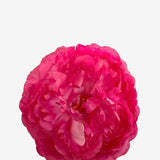 EDICIÓN FLORES WEB (36)