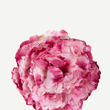 EDICIÓN FLORES WEB (38)