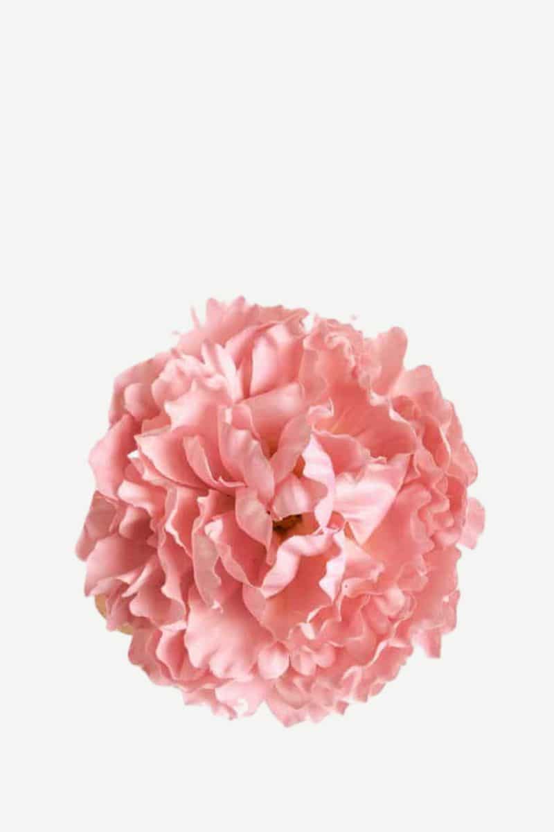 EDICIÓN FLORES WEB (39)