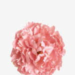 EDICIÓN FLORES WEB (39)