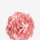 EDICIÓN FLORES WEB (39)