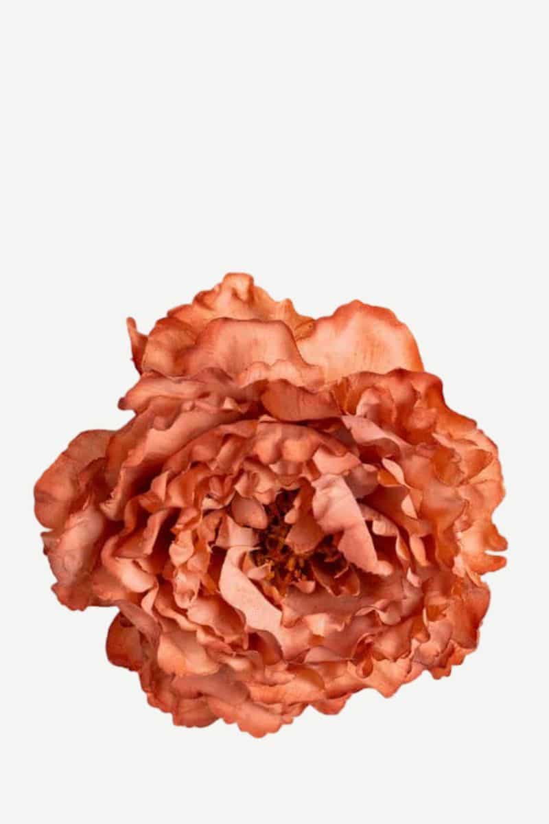 EDICIÓN FLORES WEB (4)