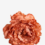EDICIÓN FLORES WEB (4)