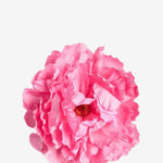 EDICIÓN FLORES WEB (40)