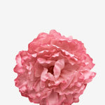 EDICIÓN FLORES WEB (41)