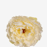 EDICIÓN FLORES WEB (42)