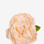 EDICIÓN FLORES WEB (43)