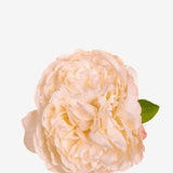 EDICIÓN FLORES WEB (43)