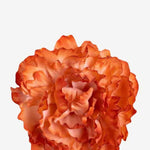 EDICIÓN FLORES WEB (5)
