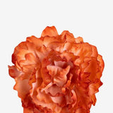EDICIÓN FLORES WEB (5)