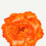 EDICIÓN FLORES WEB (6)