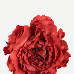 EDICIÓN FLORES WEB (8)